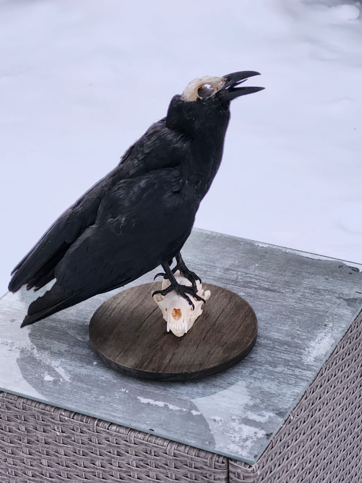 Standing carrion crow taxidermy on a fox skull