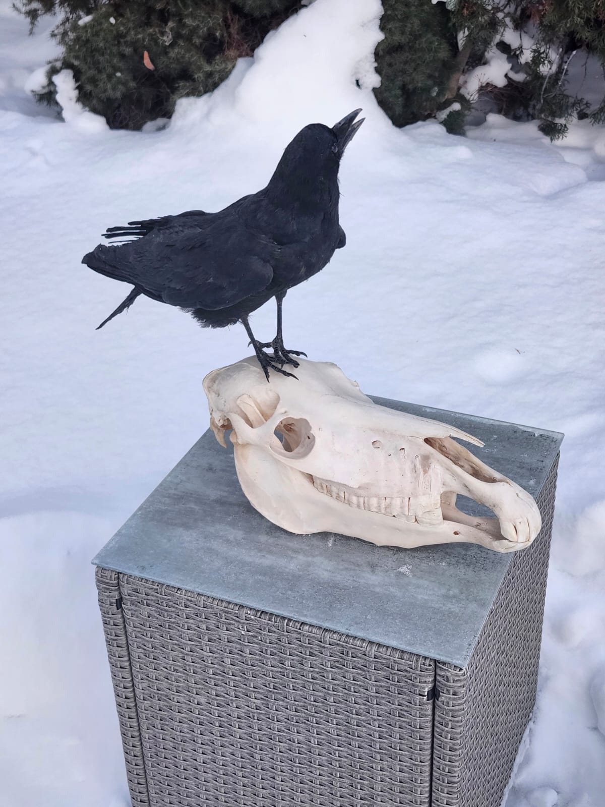 Carrion Crow taxidermy standing on a donkey skull