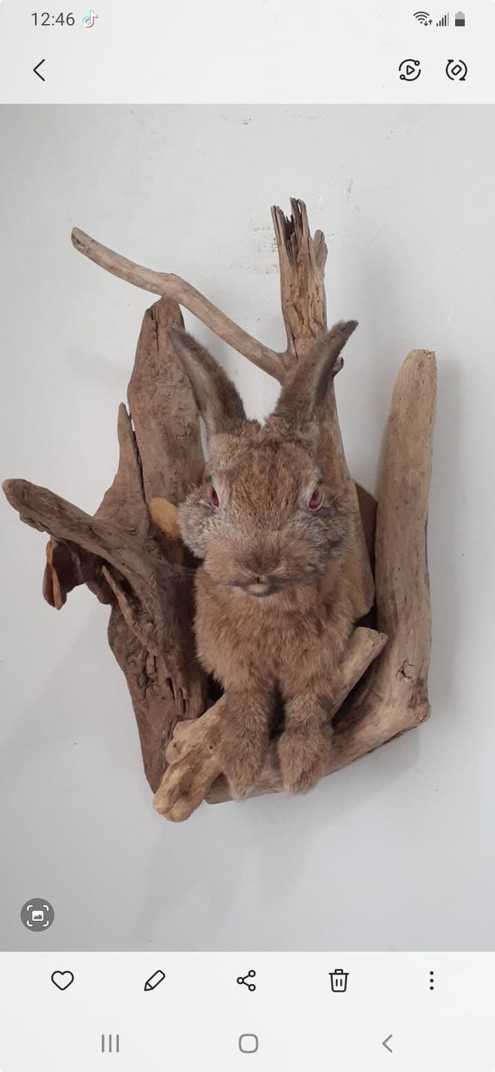 Shoulder mount rabbit / bunny / jackalope taxidermy