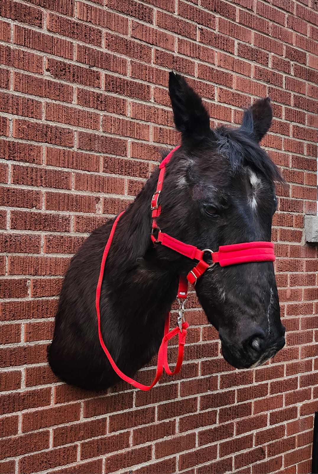 Shoulder mount horse taxidermy