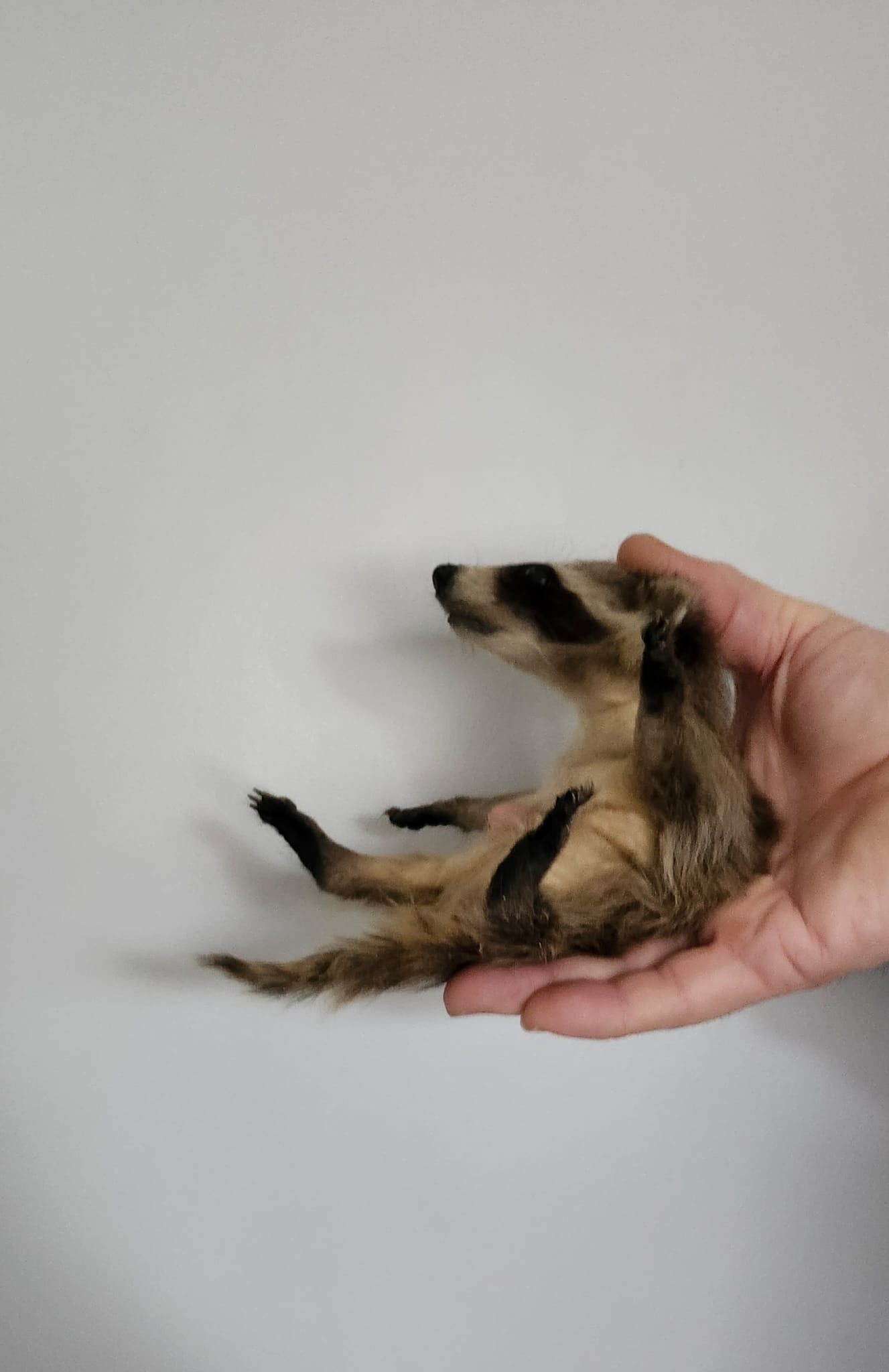 Soft mount baby raccoon taxidermy