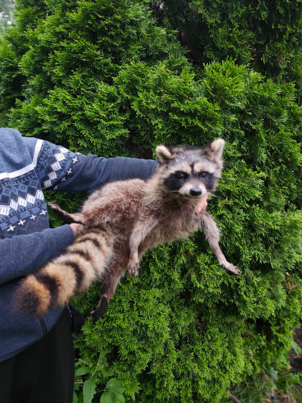 Soft mount large raccoon taxidermy