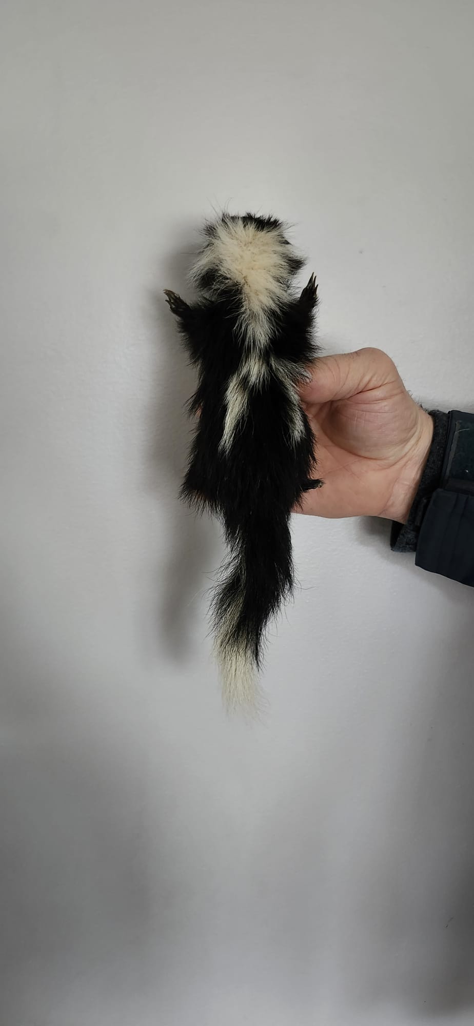 Floppy soft mount baby skunk taxidermy