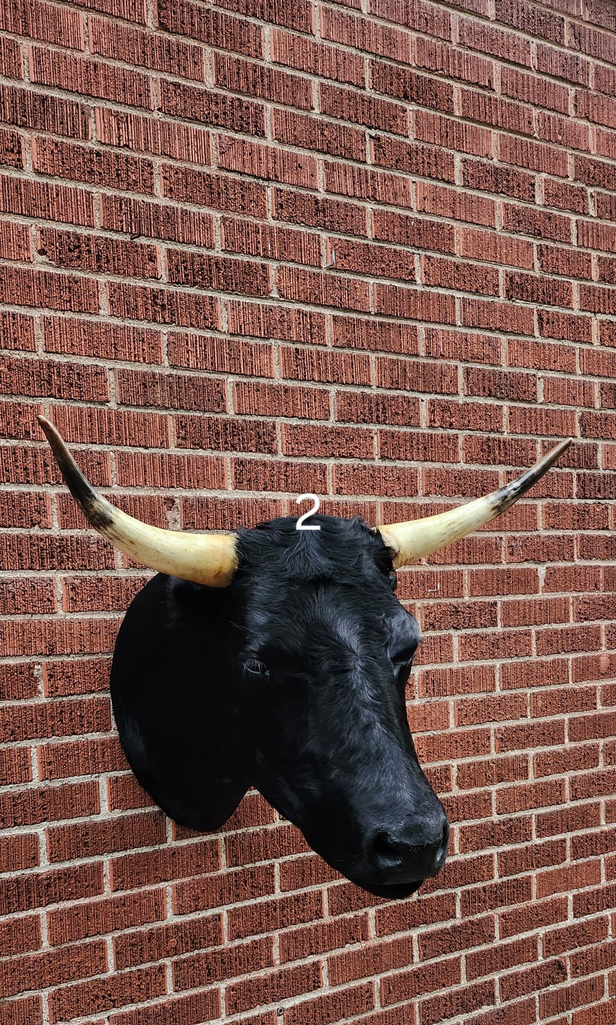 Black shoulder mount cow taxidermy