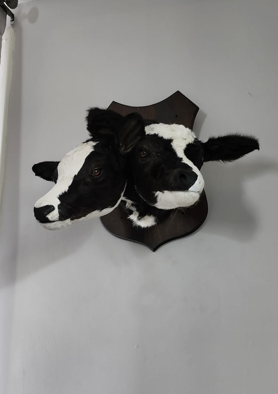 Two headed black and white shoulder mount calf taxidermy