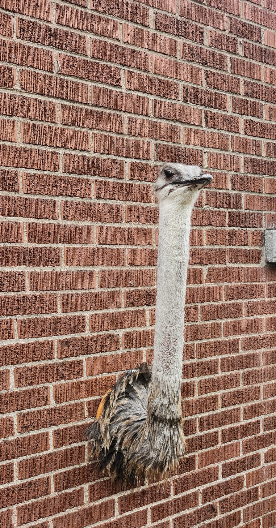 Ostrich taxidermy