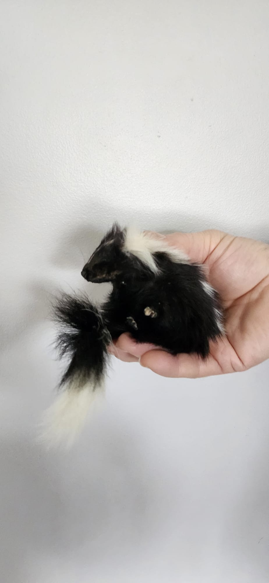 Floppy soft mount baby skunk taxidermy
