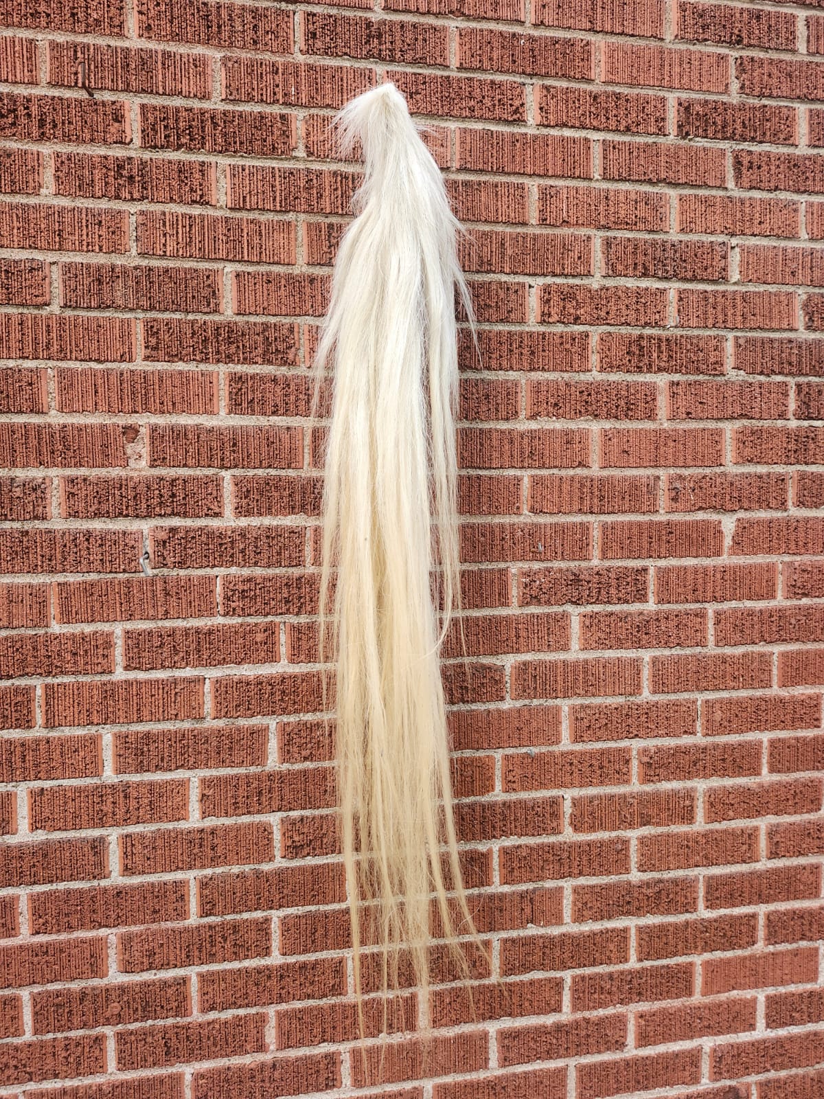 Long white horse tail taxidermy