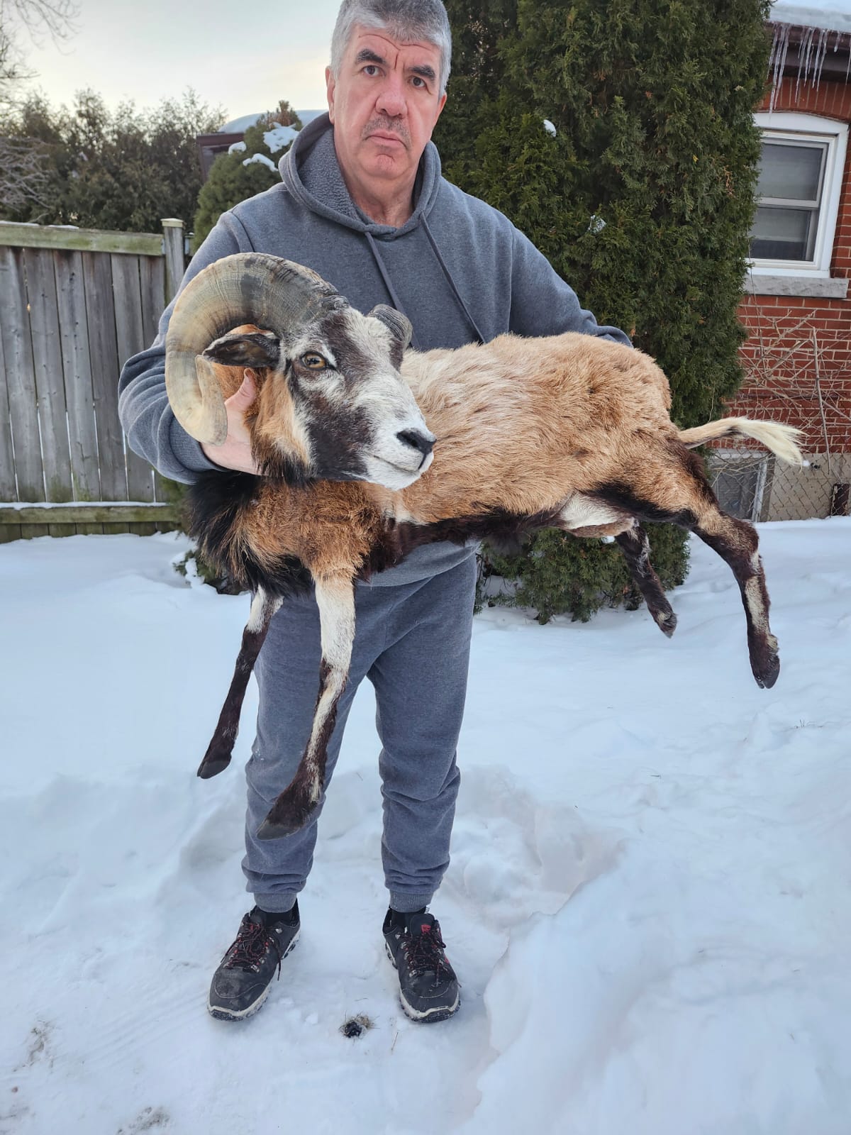 Soft mount blackbelly sheep with large horns