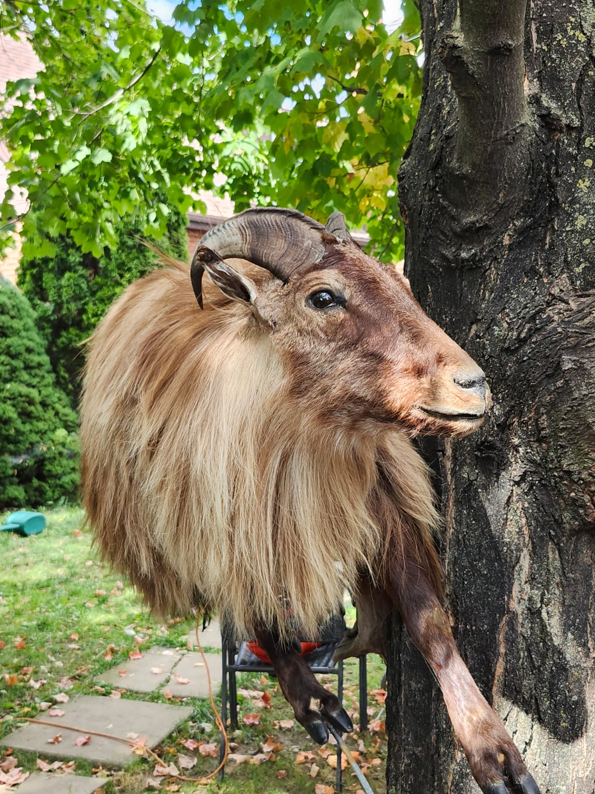 Wall mounted full body goat