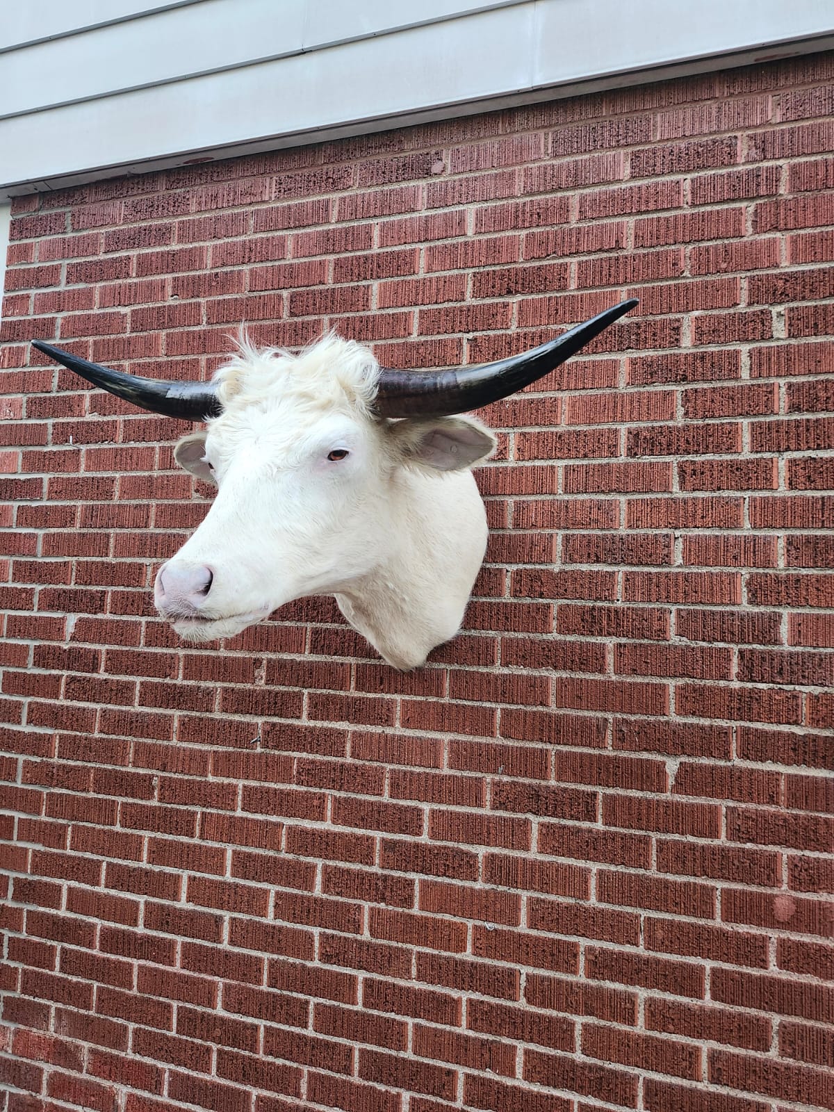 White shoulder mount cow taxidermy with long horns
