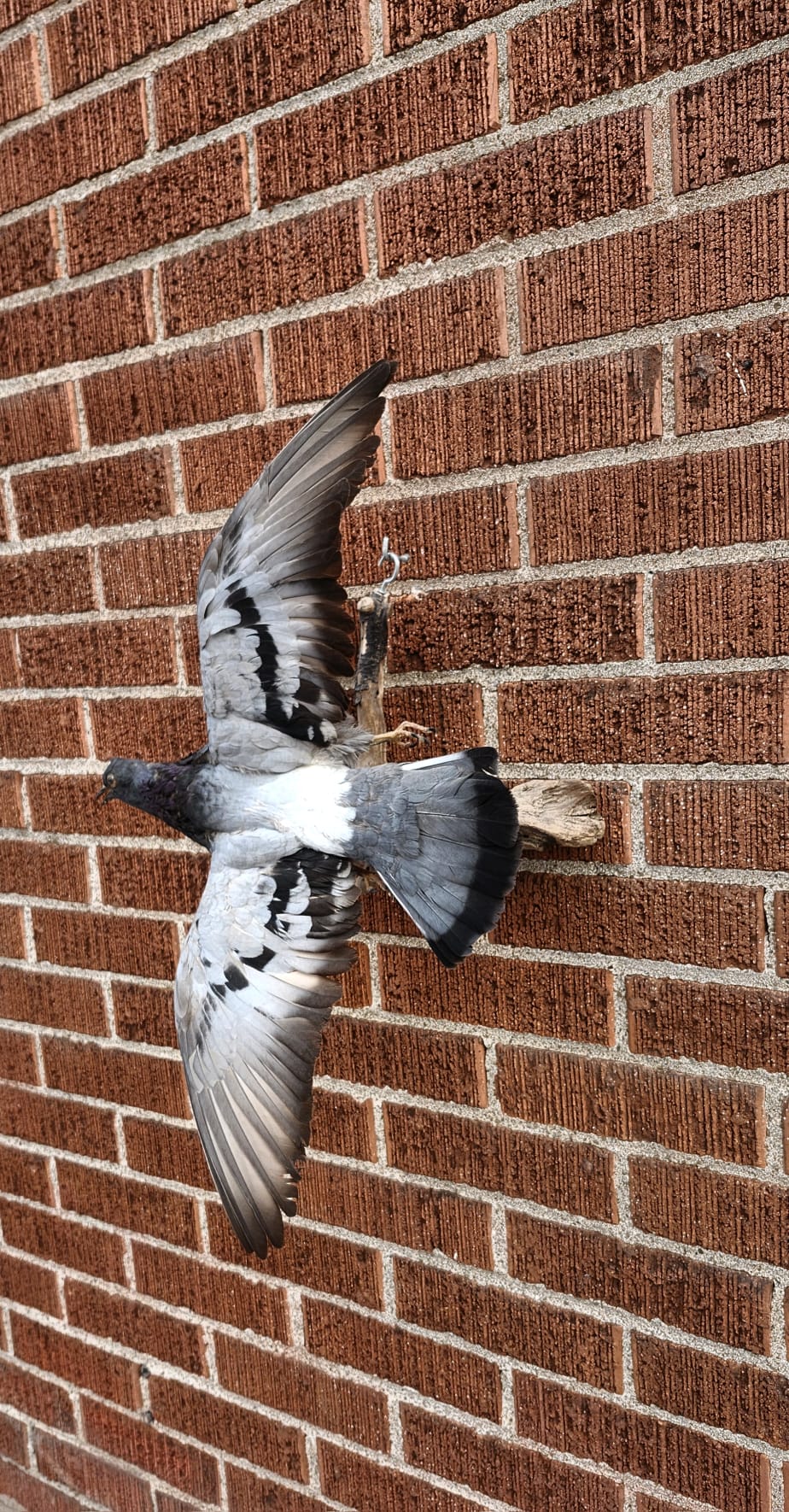 Flying gray pigeon taxidermy