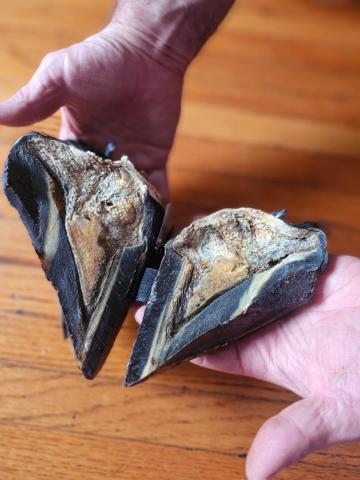 Educational horse hoof taxidermy