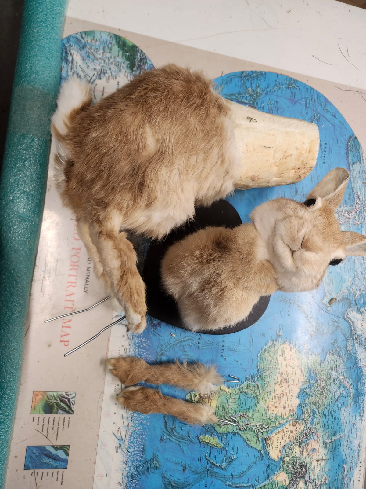 Rabbit taxidermy