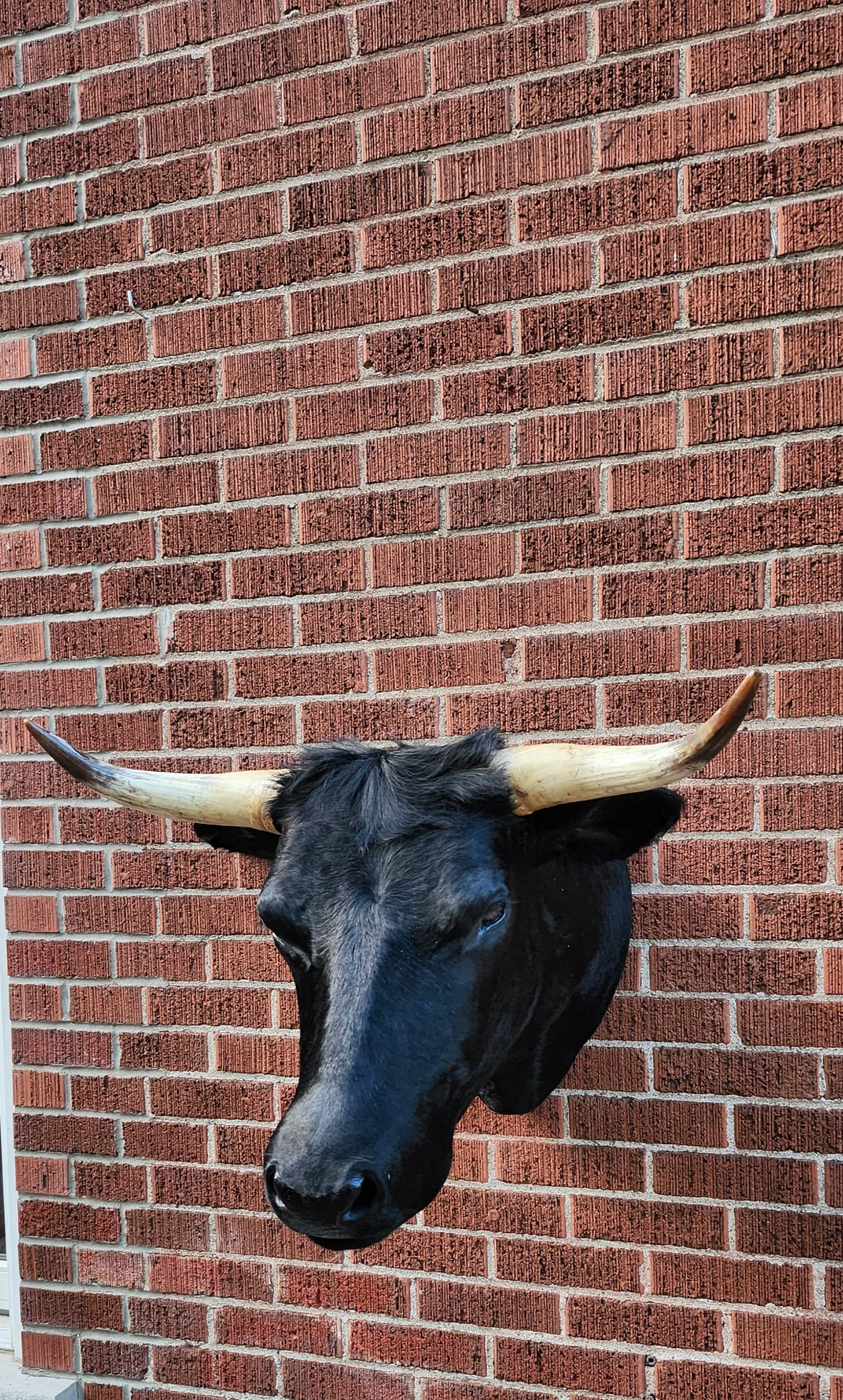 Black shoulder mount cow taxidermy