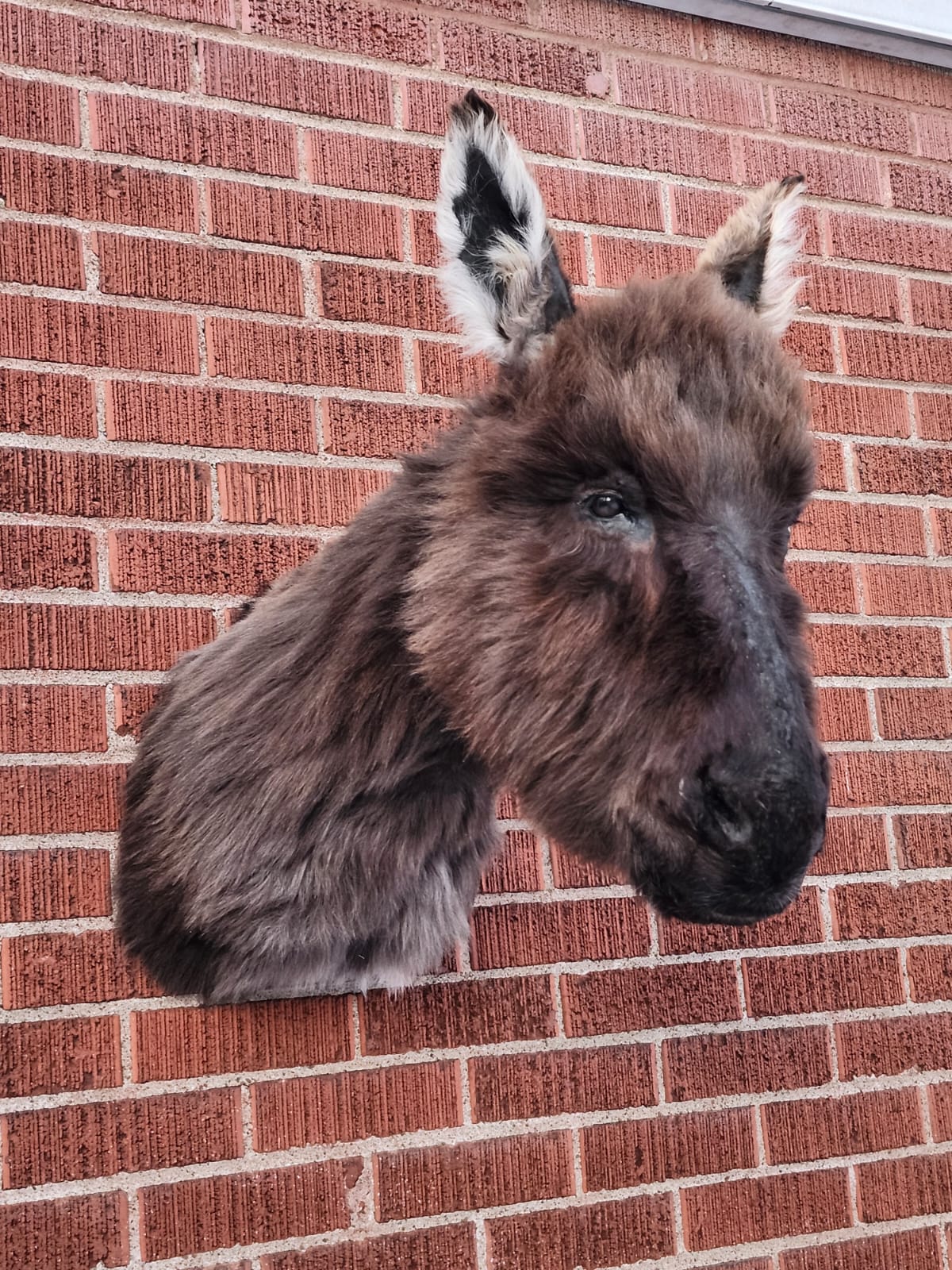 Shoulder mount donkey taxidermy