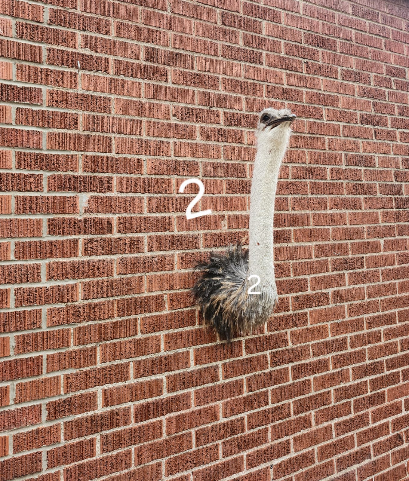 Ostrich taxidermy wall mounted