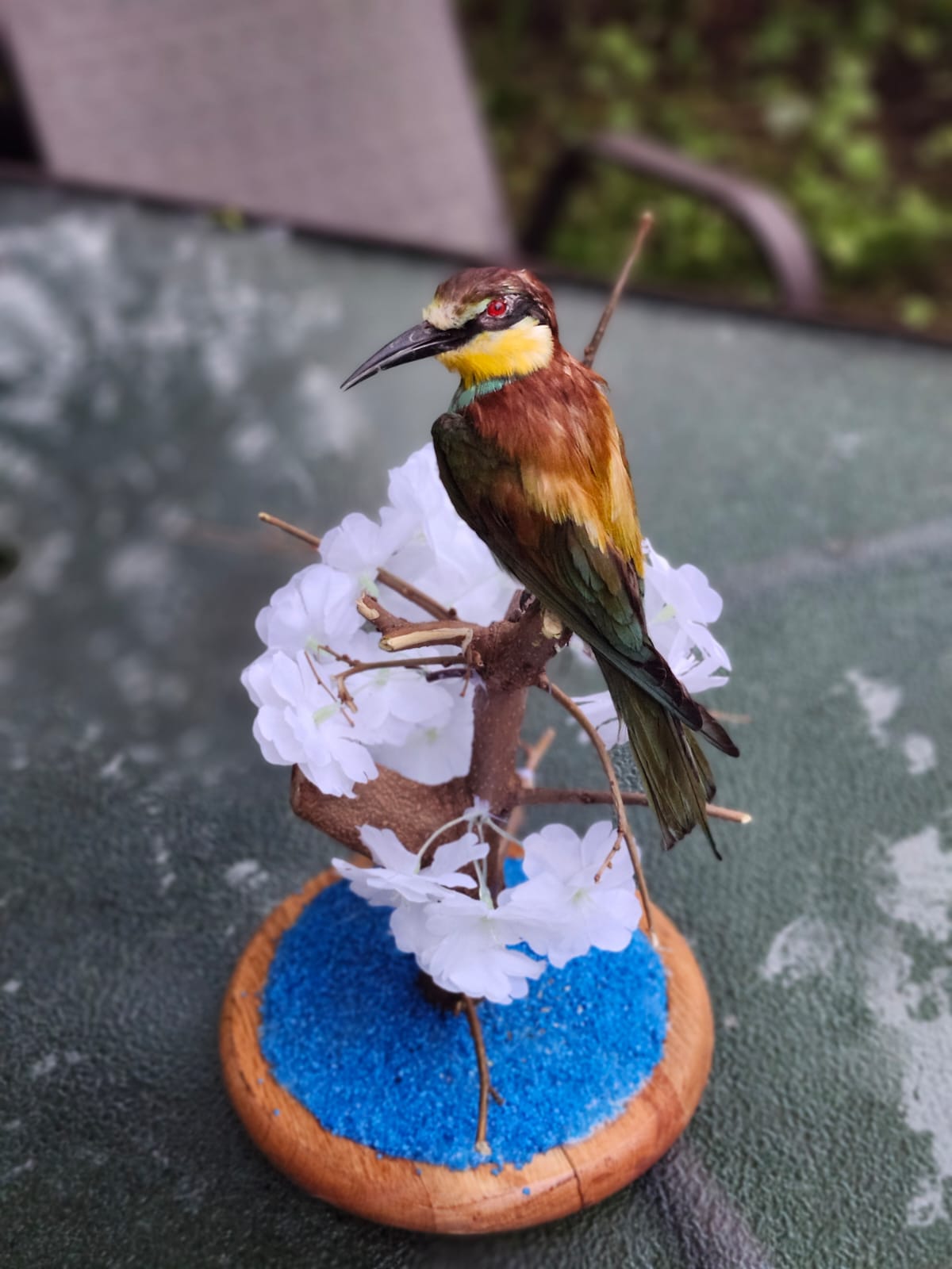 Bee-eater taxidermy