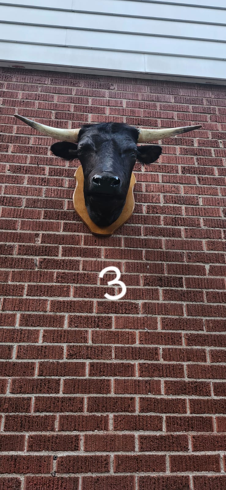 Black wall mount cow taxidermy