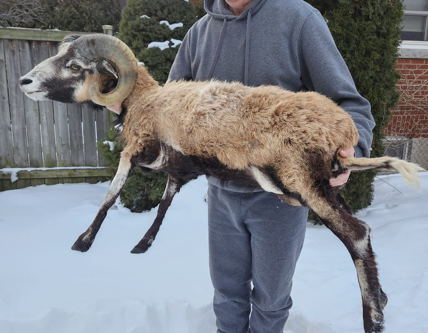 Soft mount blackbelly sheep with large horns