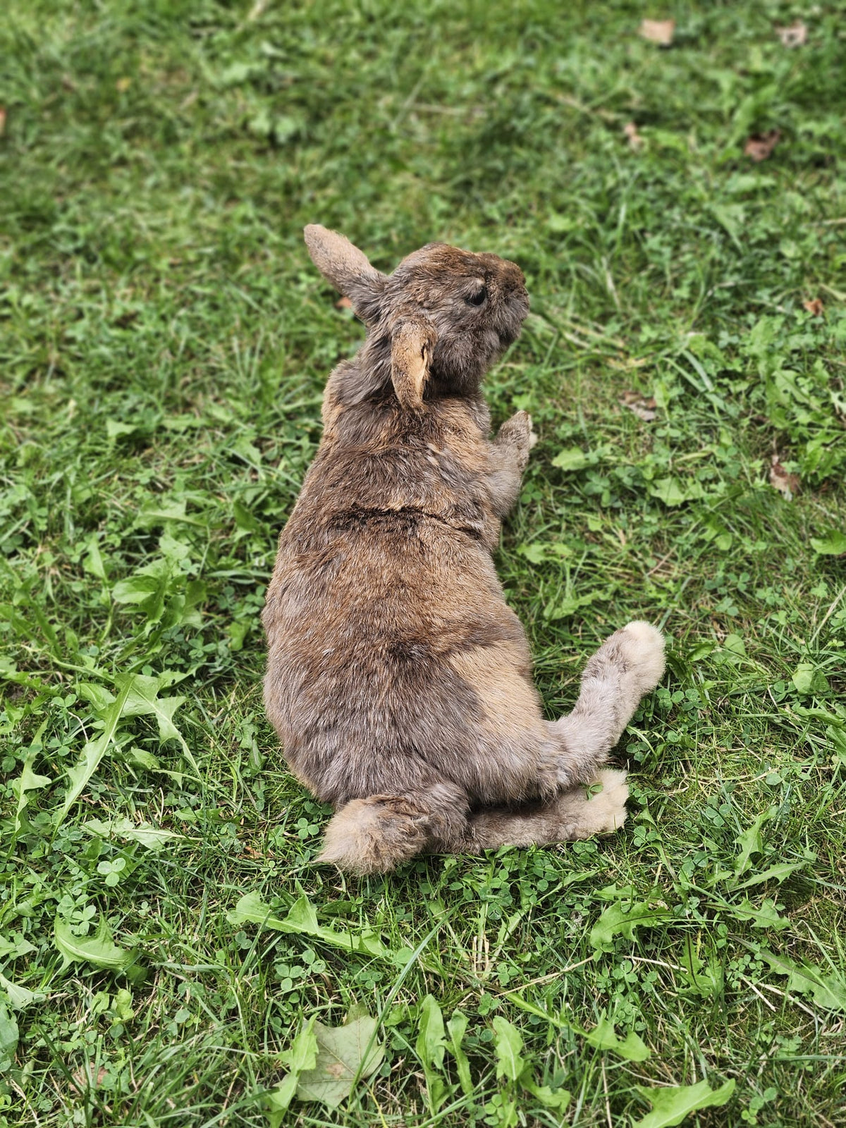 Fully Posable soft mount XXL rabbit taxidermy