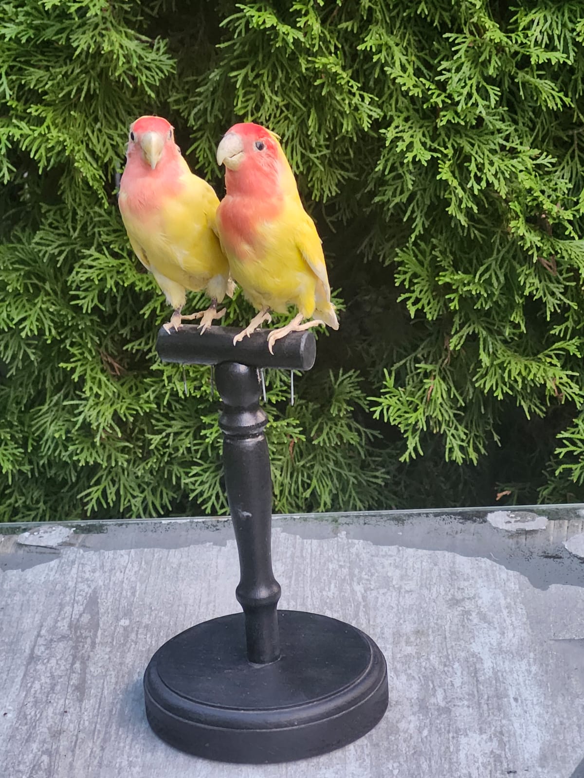 A pair of rosy faced lovebirds taxidermy