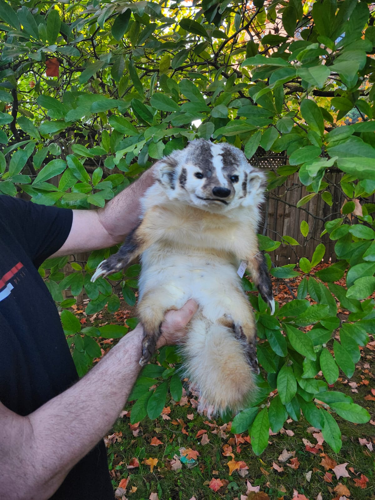 Large soft mount badger taxidermy