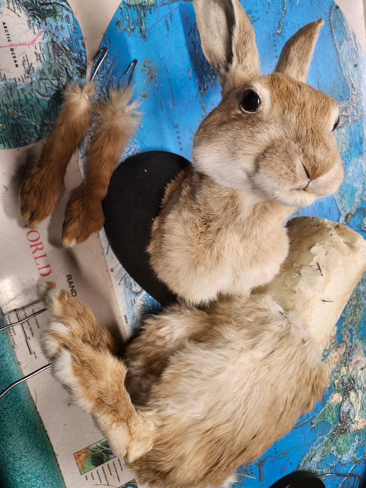 Rabbit taxidermy