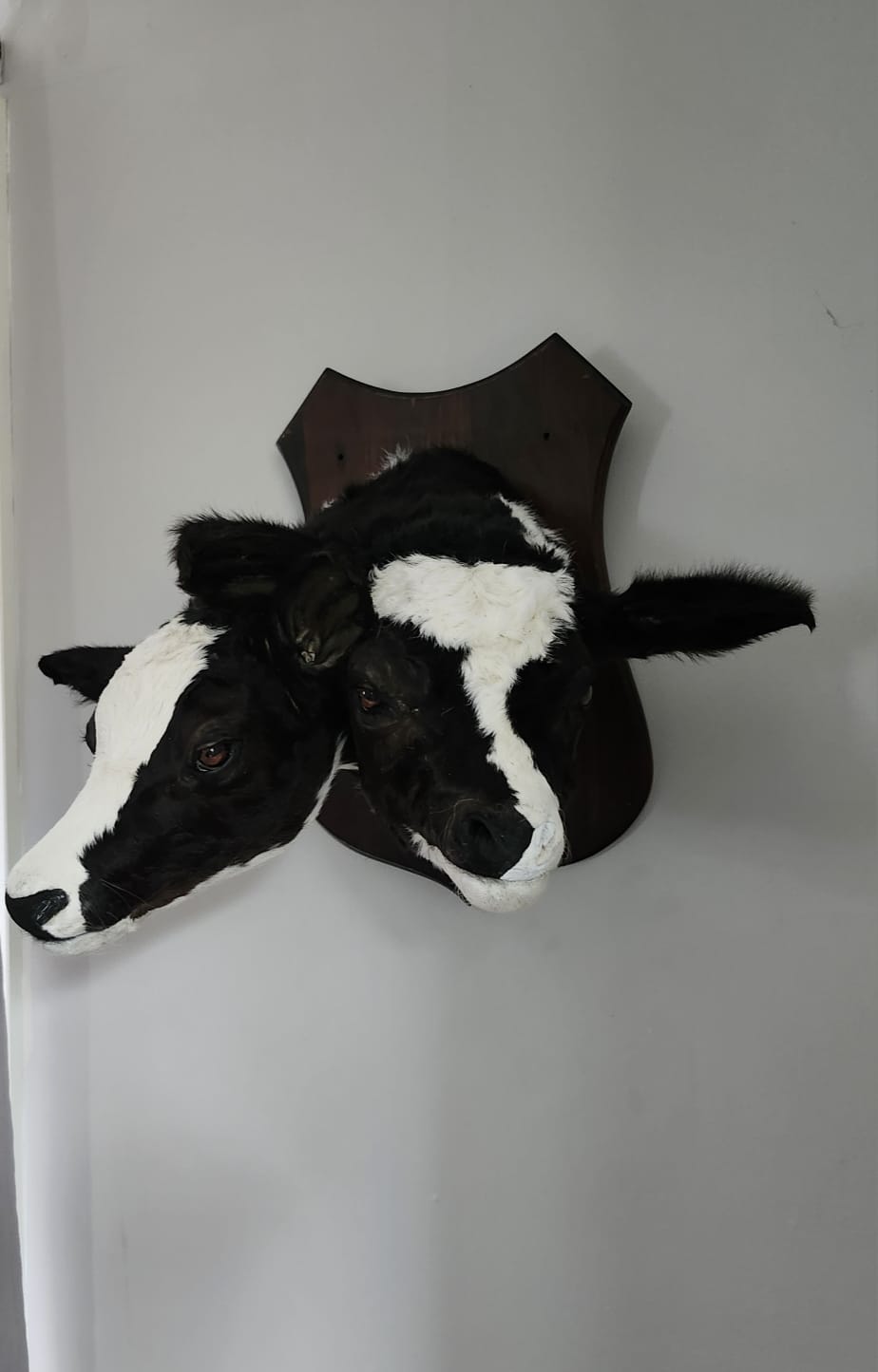Two headed black and white shoulder mount calf taxidermy