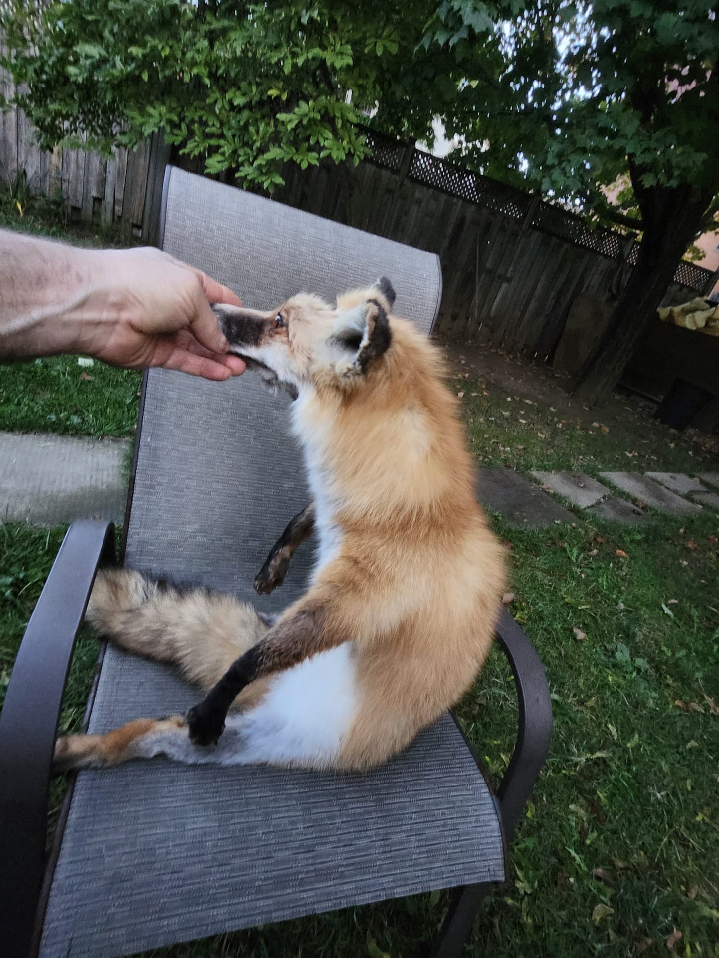 Floppy soft mount red fox taxidermy