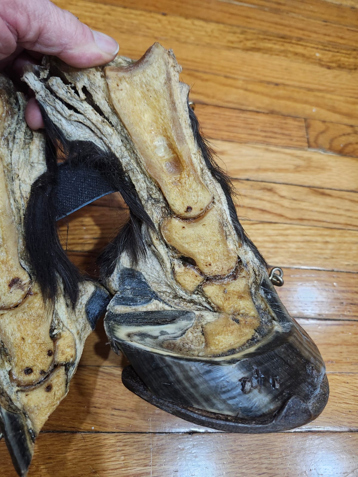 Black educational horse hoof taxidermy