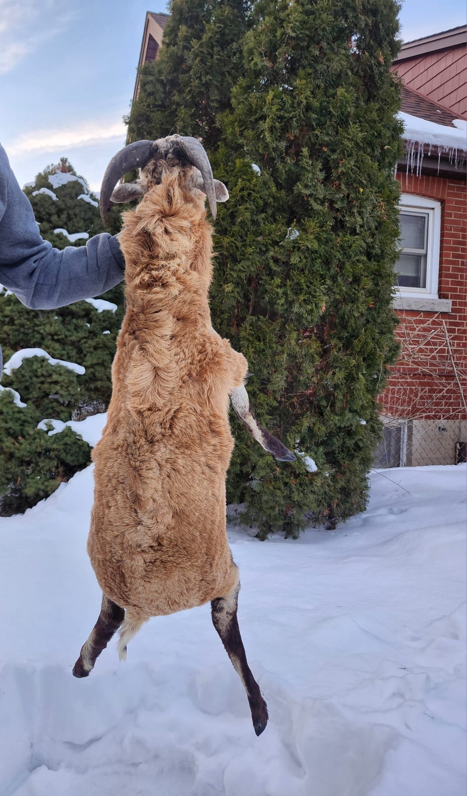 Soft mount blackbelly sheep taxidermy