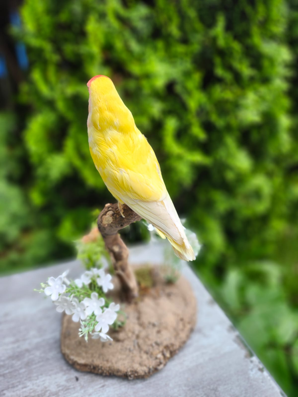 Standing love bird taxidermy