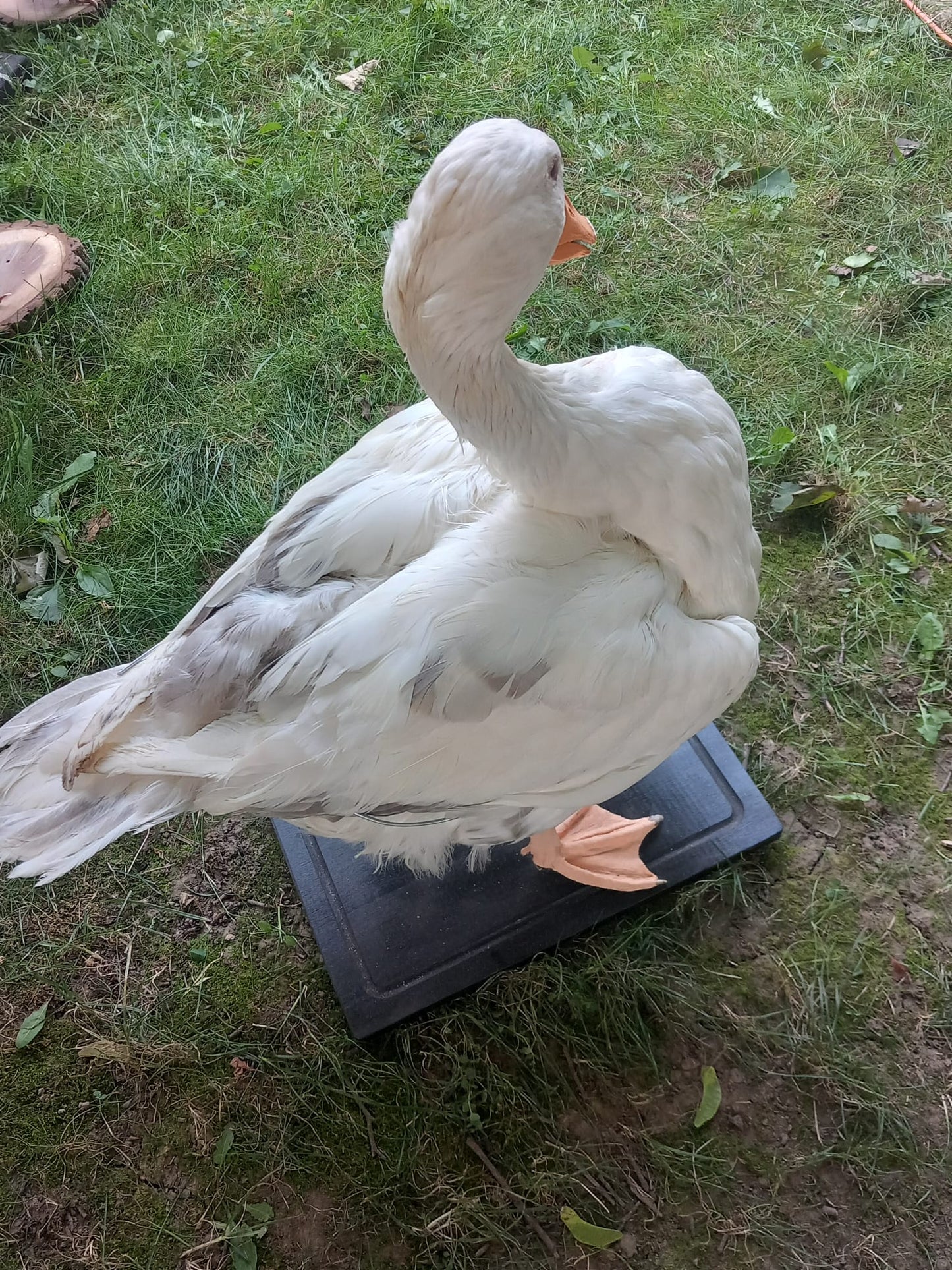 White goose taxidermy