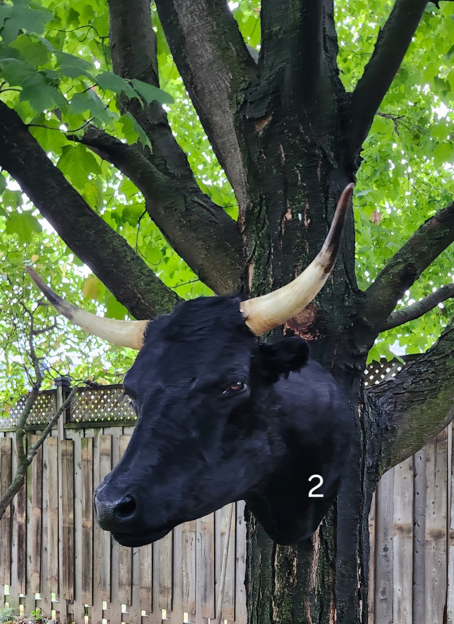 Black shoulder mount cow taxidermy