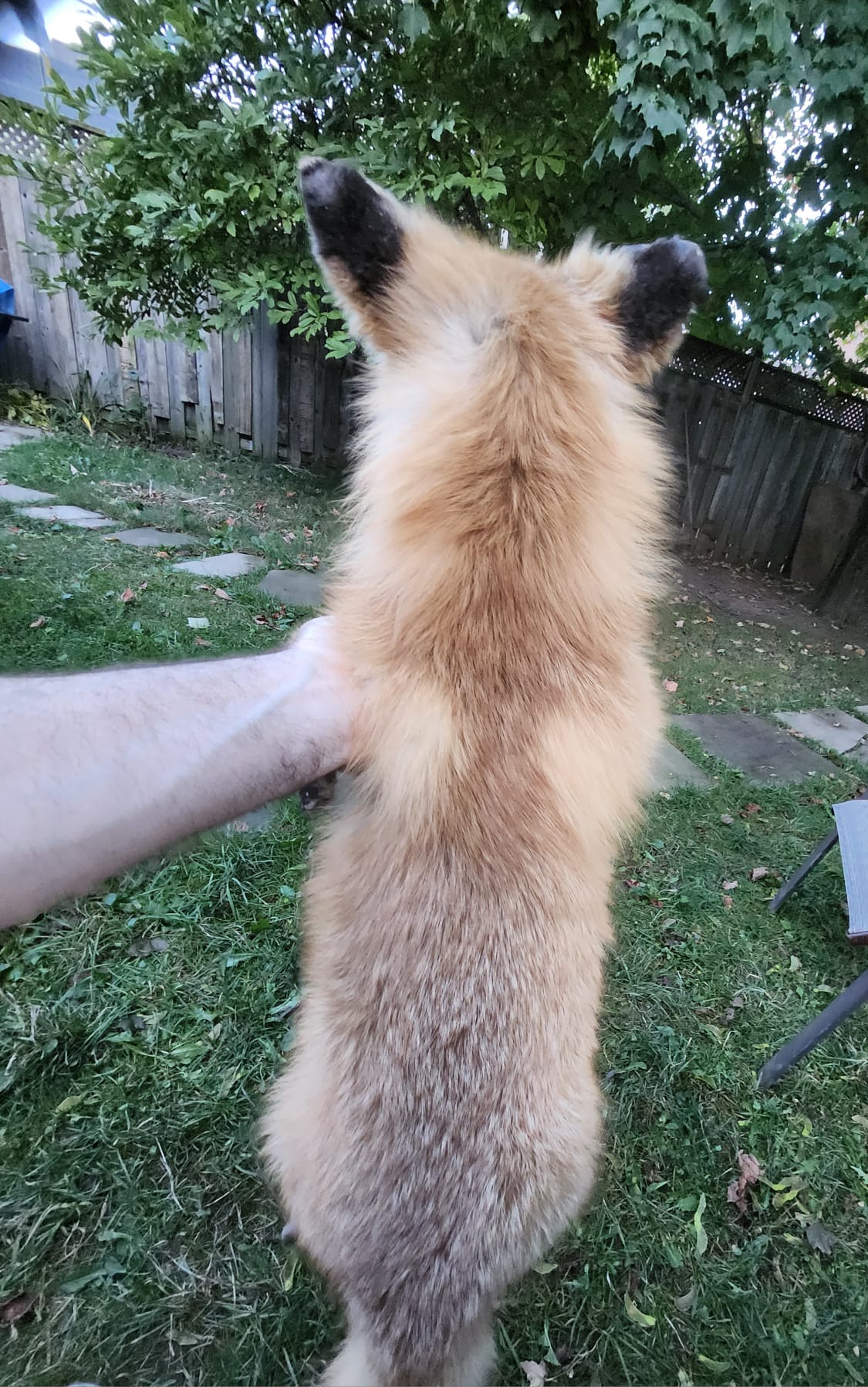 Floppy soft mount red fox taxidermy