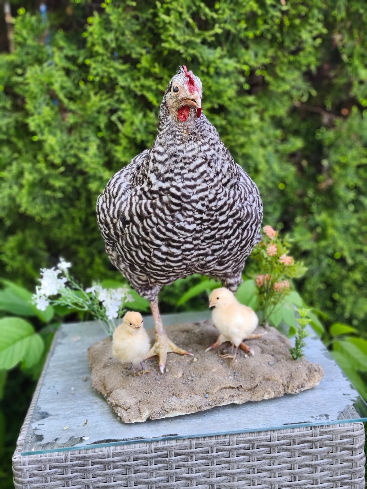 Standing chicken taxidermy with two chicks, rooster, hen