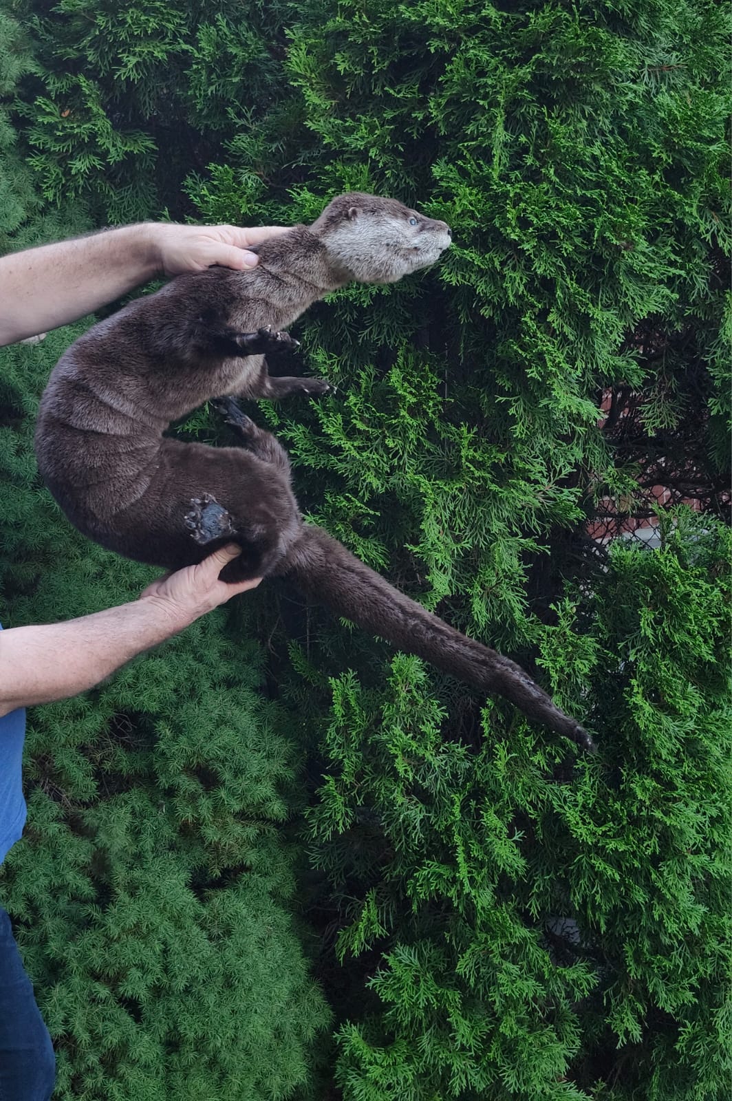 Fully Posable soft mount river otter taxidermy