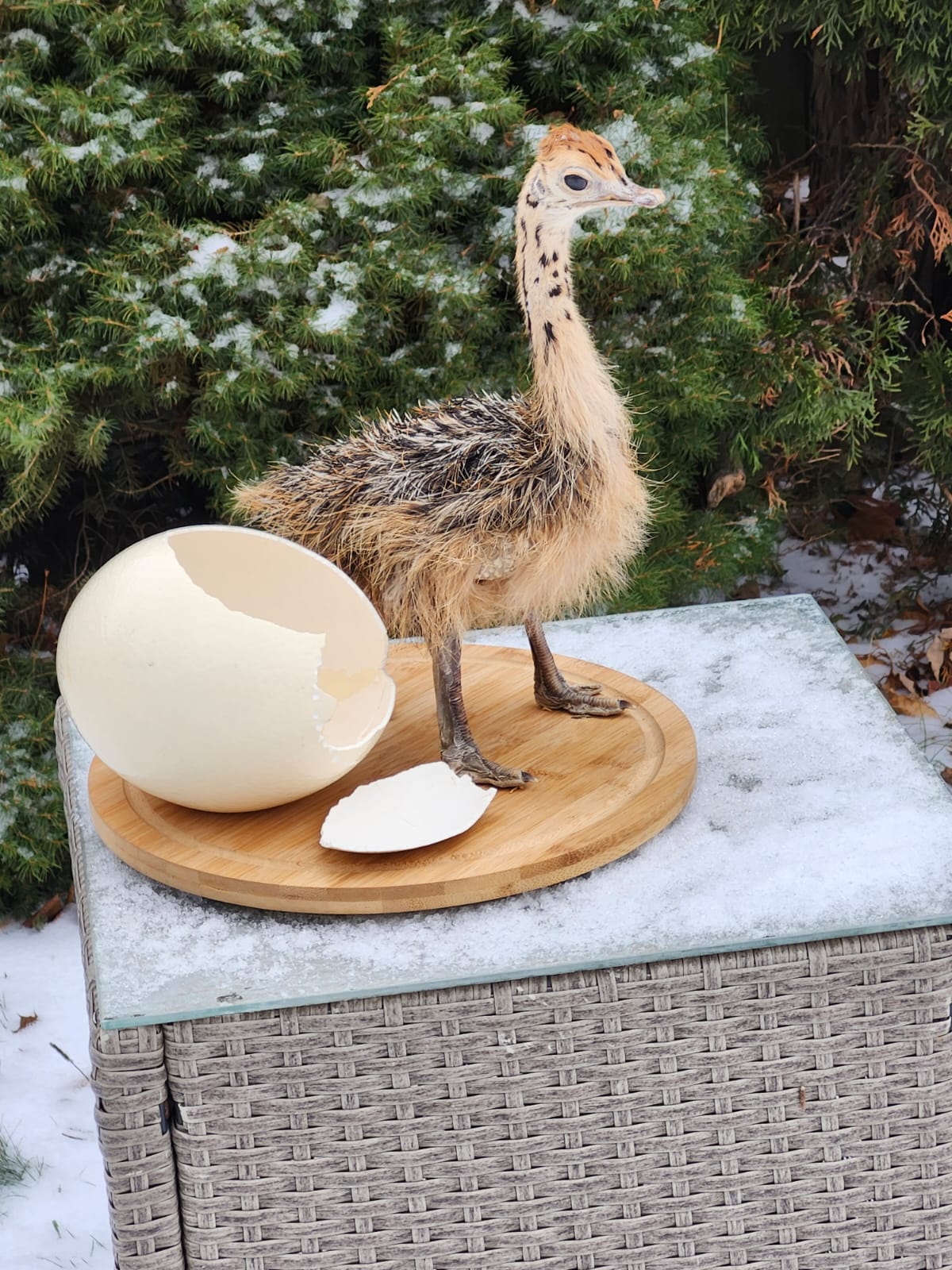 Baby ostrich taxidermy