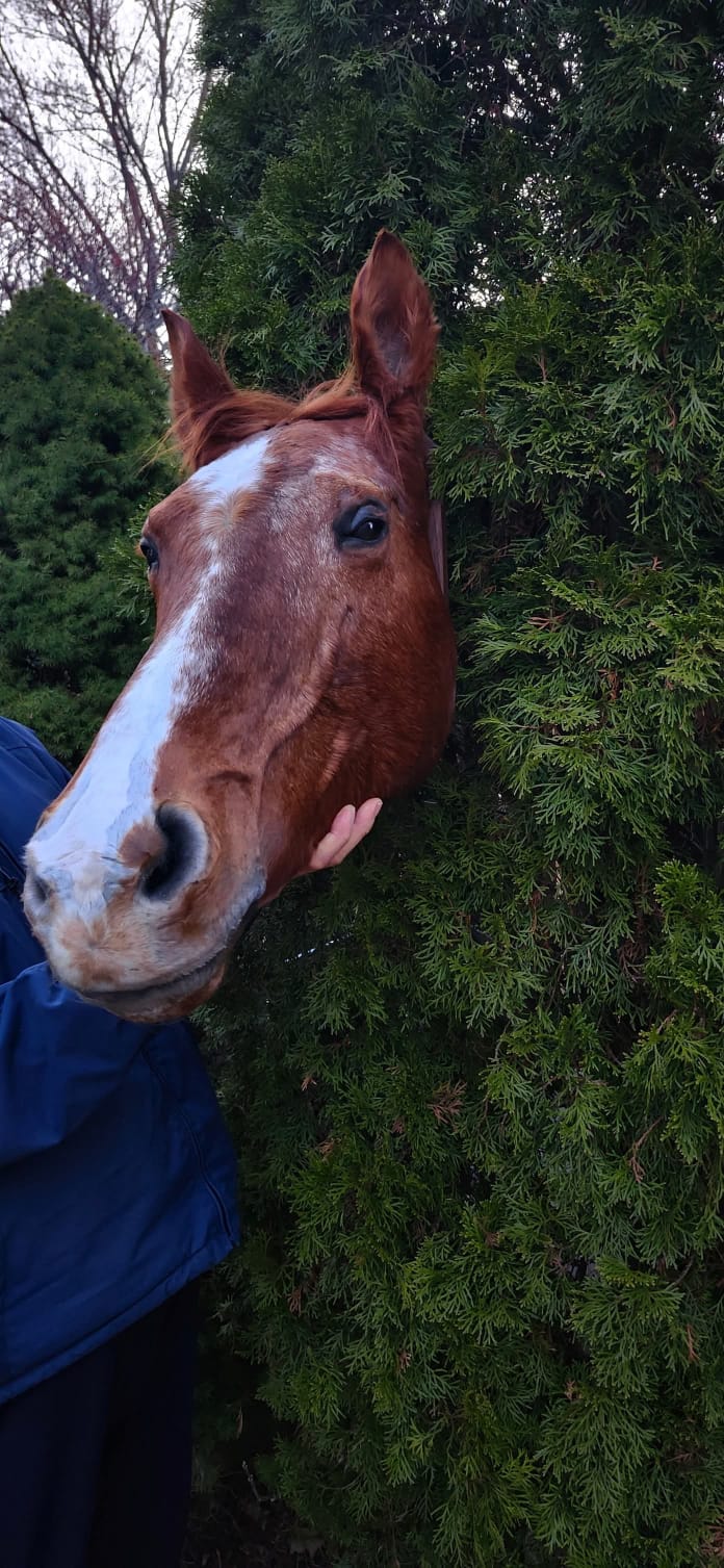 Horse head taxidermy