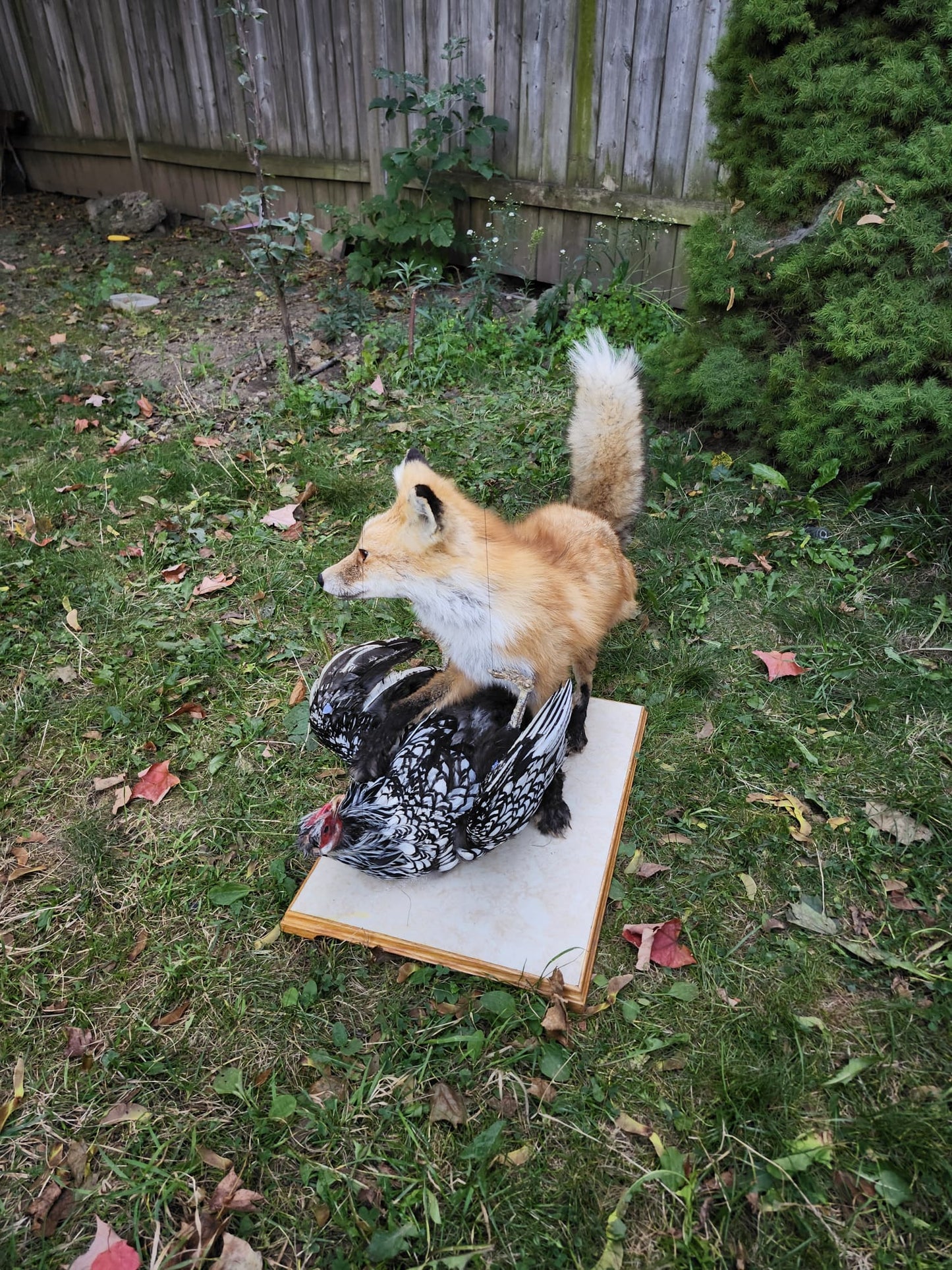 Fox taxidermy and a chicken with movable head and wings