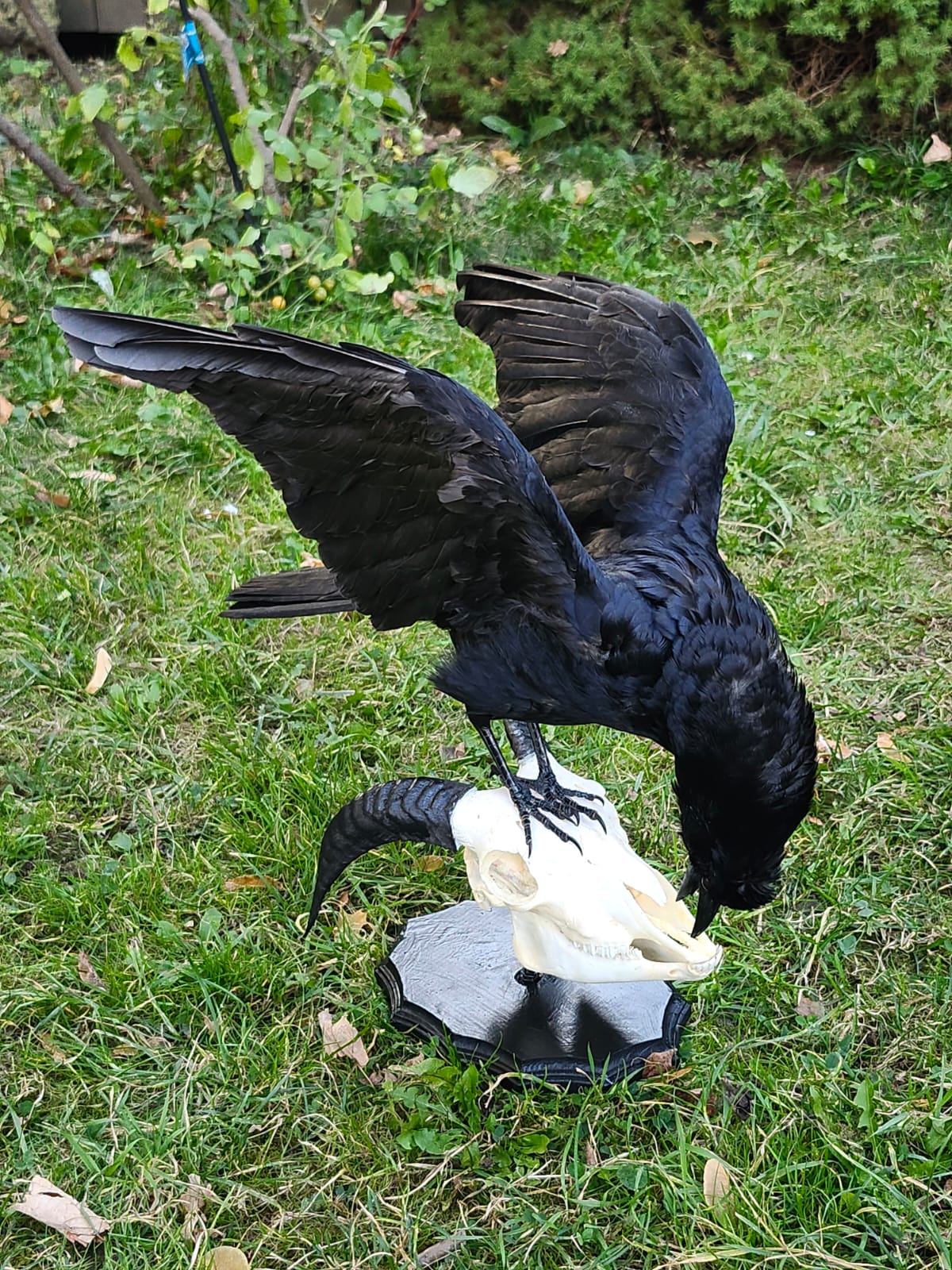 Carrion crow taxidermy standing on a ram skull