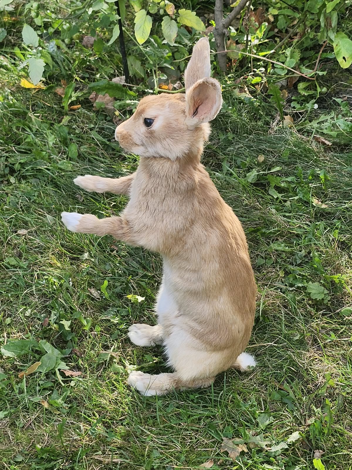 Fully Posable soft mount rabbit taxidermy