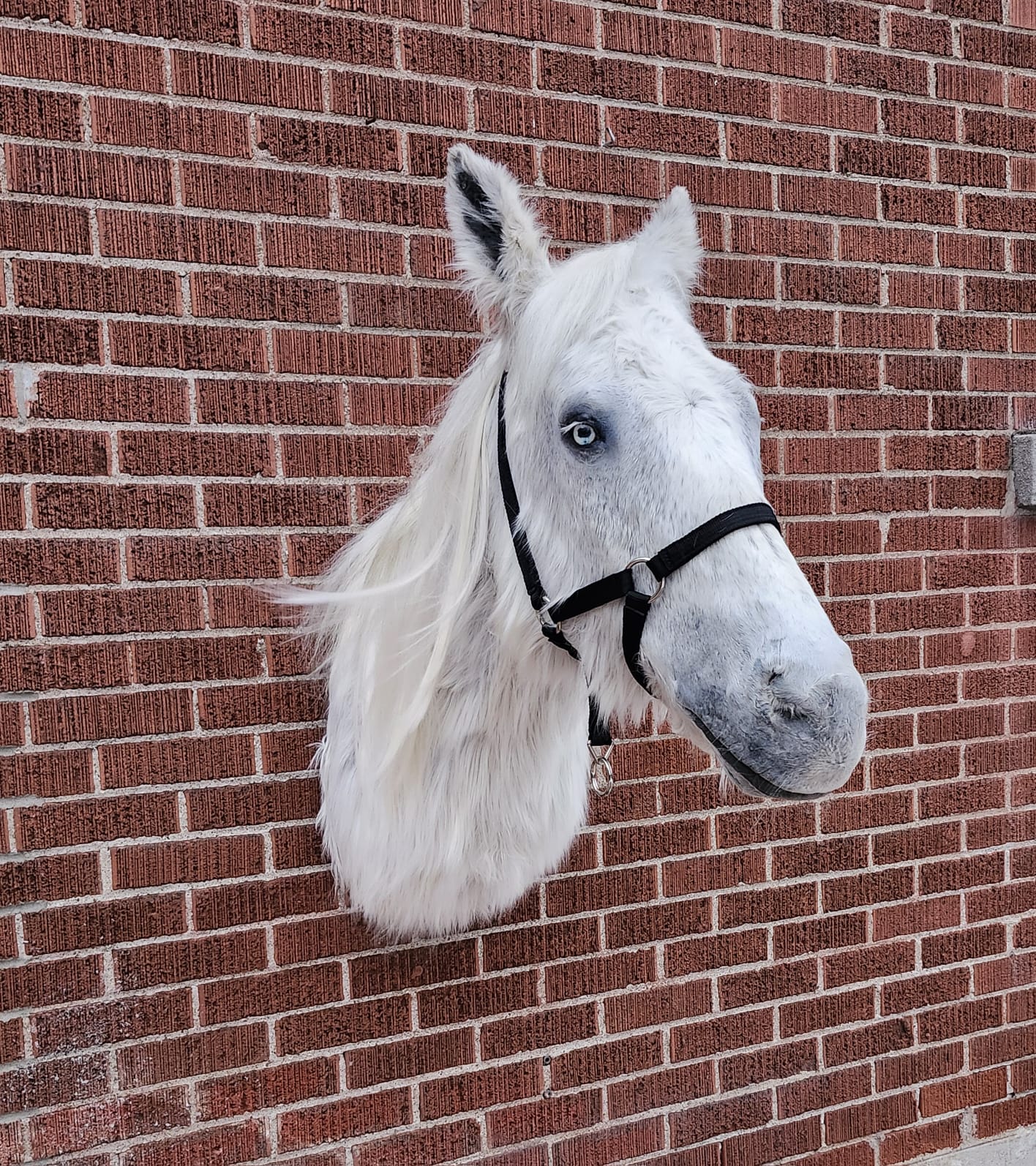 White shoulder mount horse taxidermy