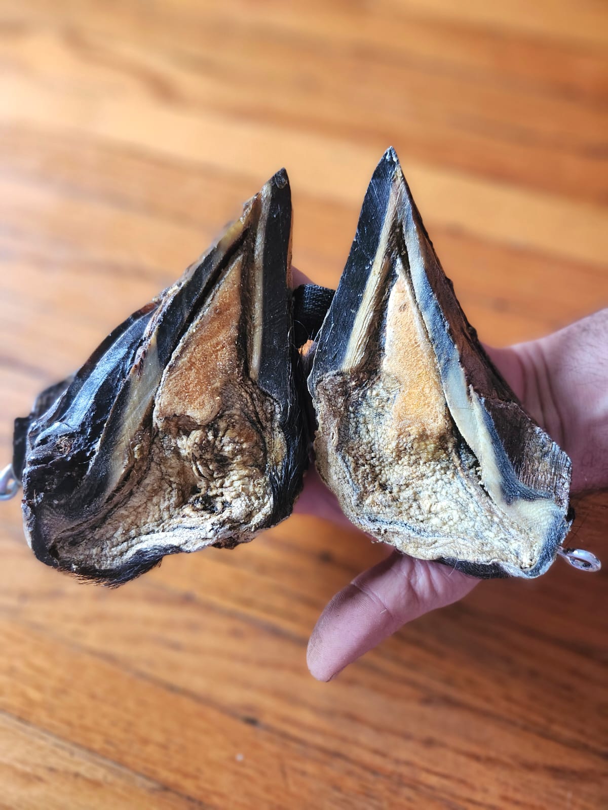 Educational horse hoof taxidermy