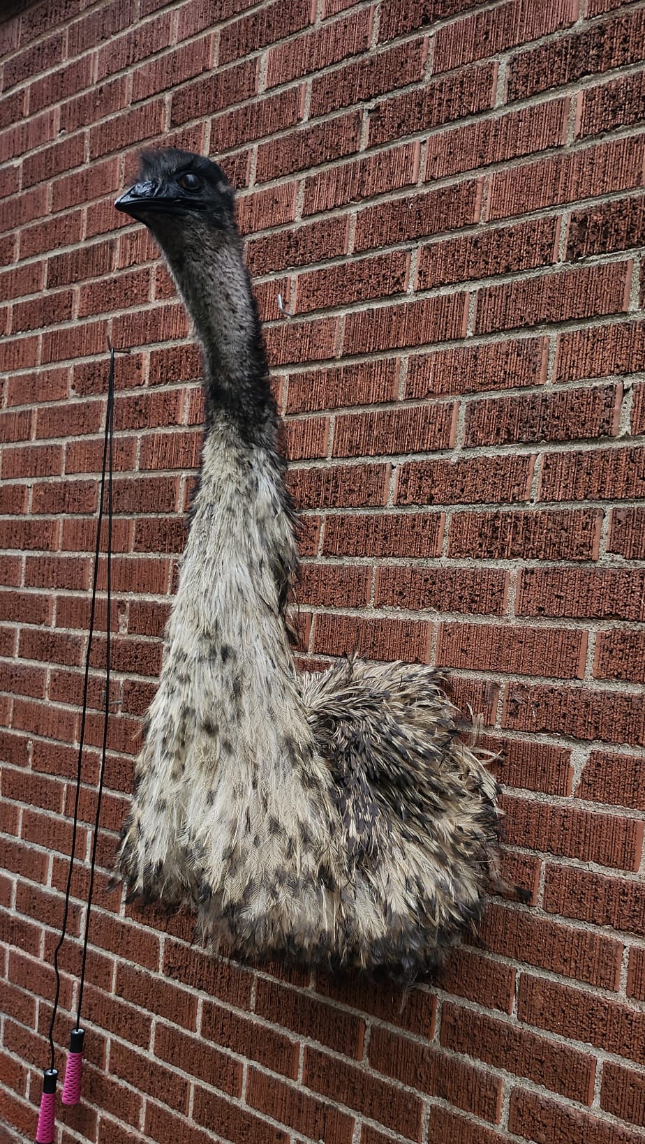 Shoulder mount, half body emu taxidermy, large bird taxidermy