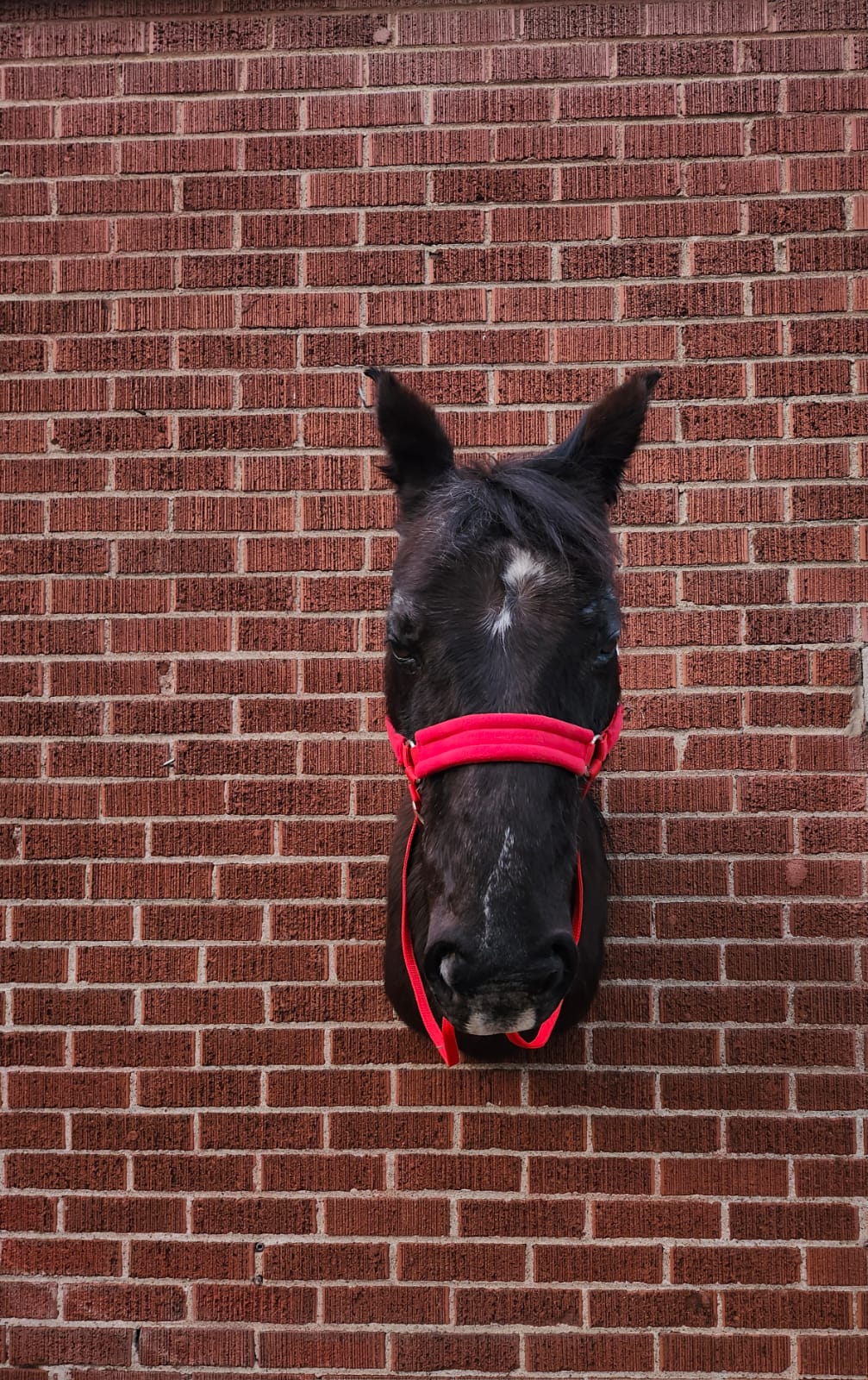 Shoulder mount horse taxidermy