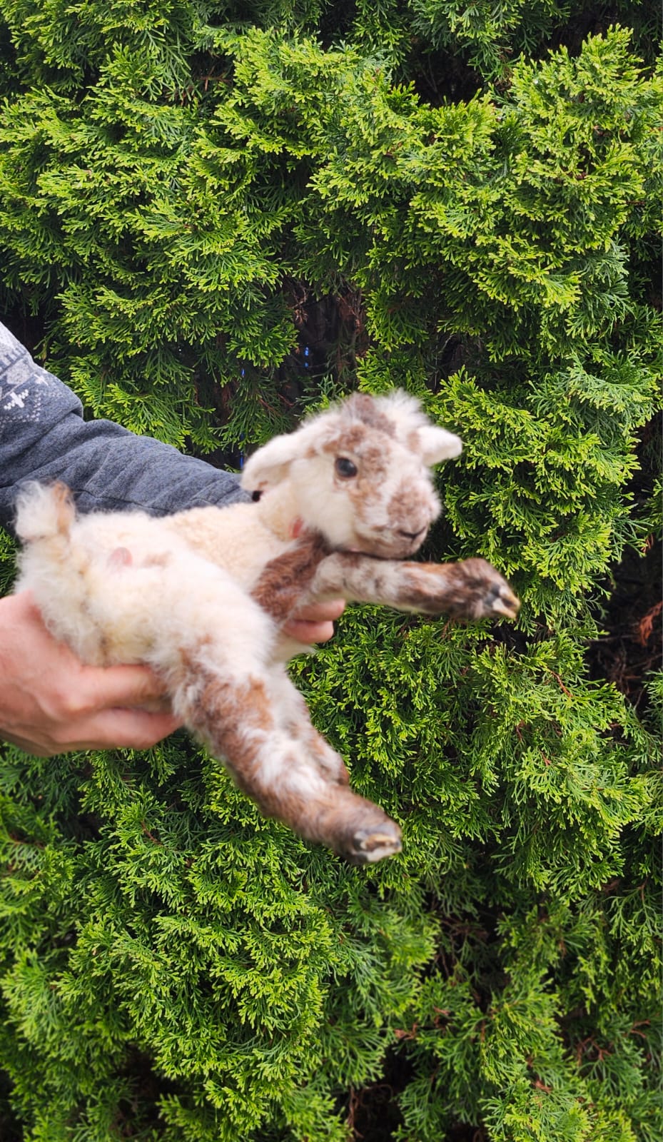 Floppy soft mount baby lamb taxidermy, goat, sheep taxidermy