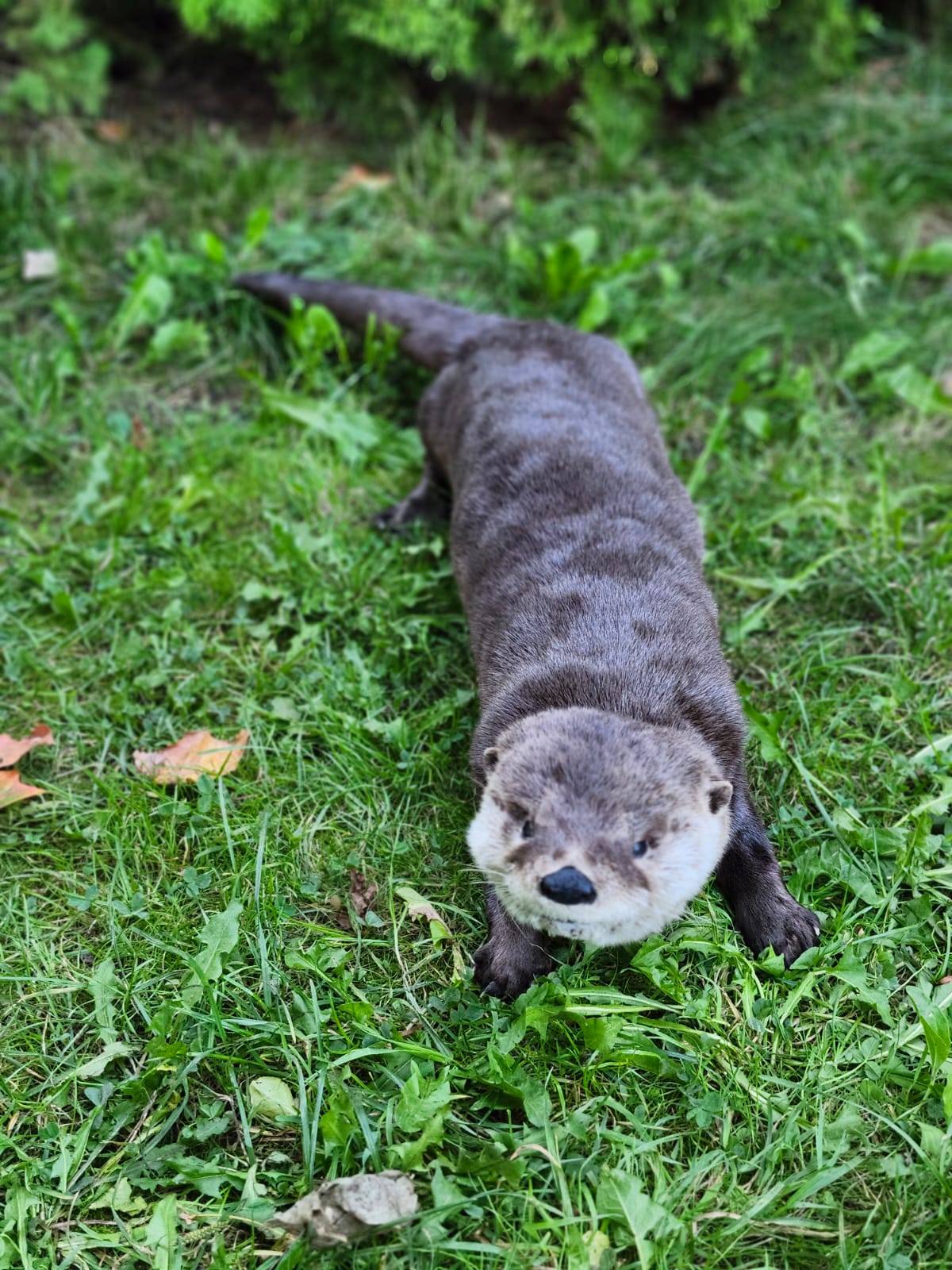 Fully Posable soft mount river otter taxidermy