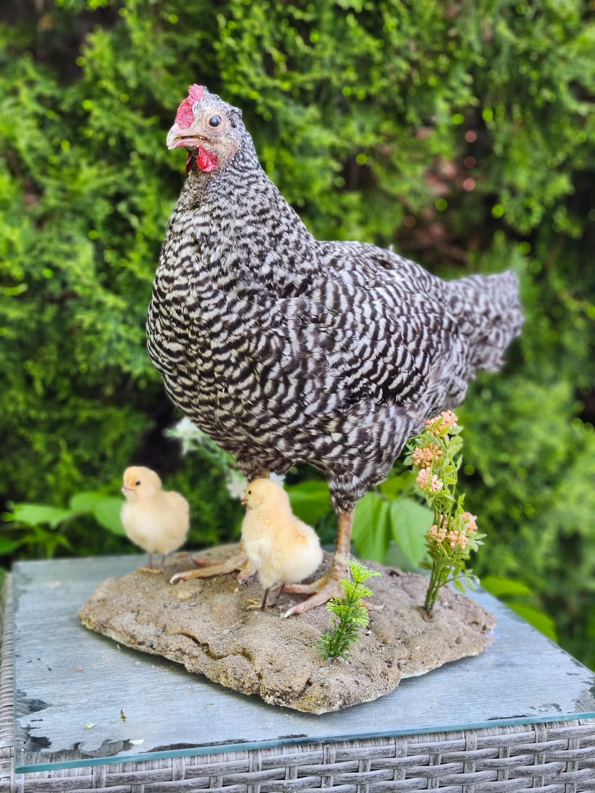 Standing chicken taxidermy with two chicks, rooster, hen